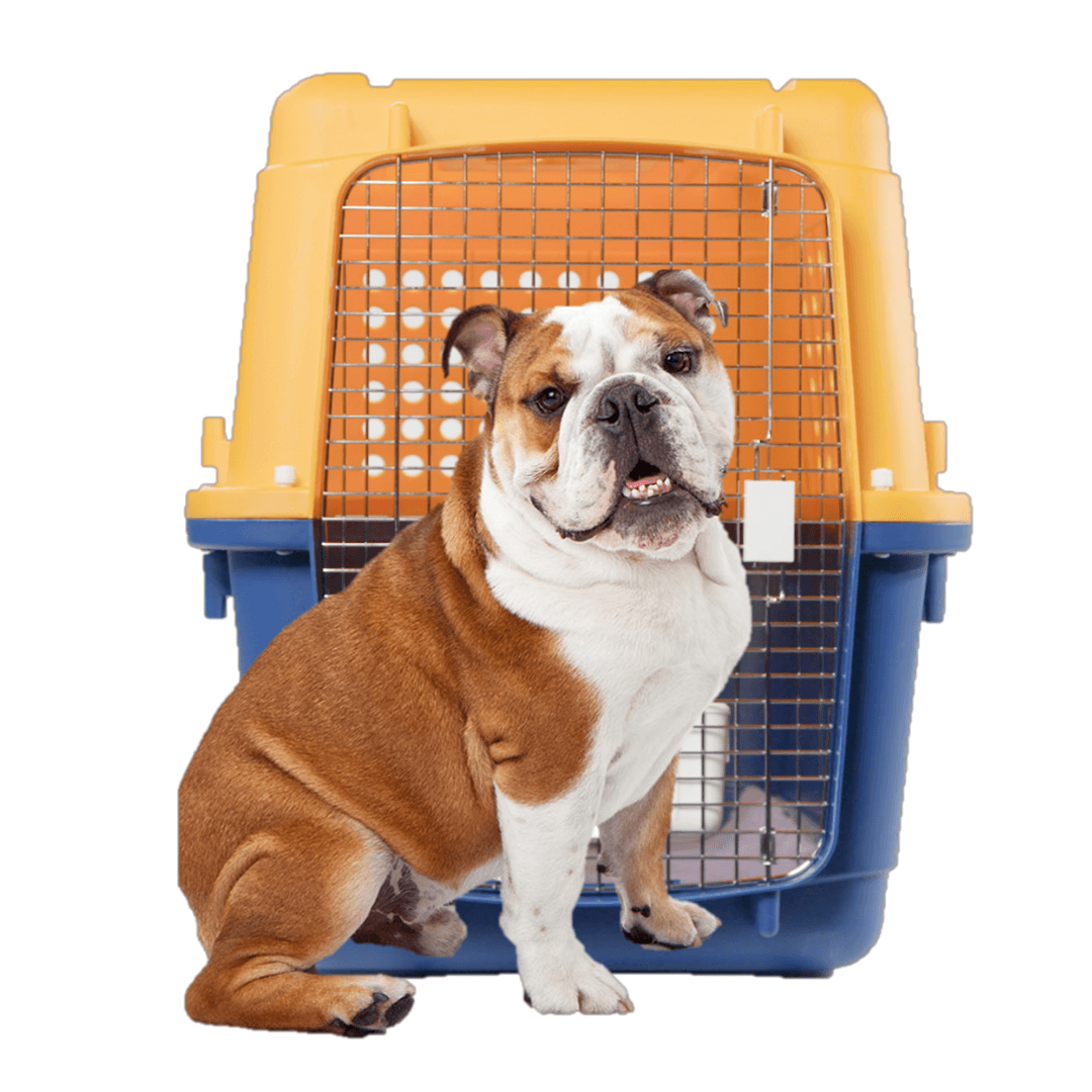 PSA9 ヘルガー　PCG Pet Crate | Pet-Express